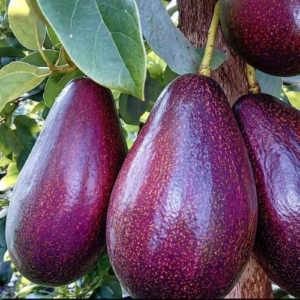 West indies purple avacado