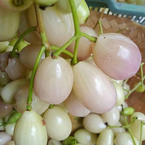 White jamun