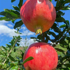 Bhagat pomegranate fruit