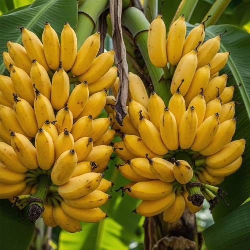 Banana Chekkarakeli