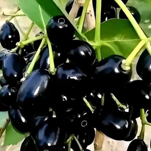 Badoli Jamun