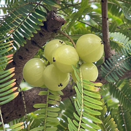 Amla grafted