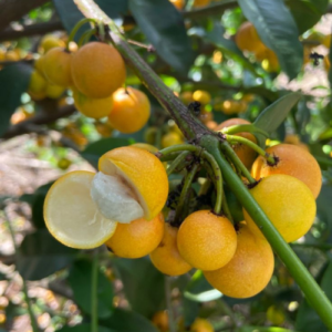 About fruit