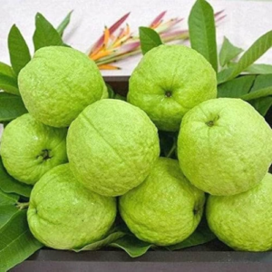 L-49 Guava