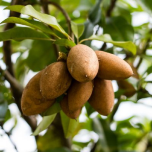 Thailandlong sapota
