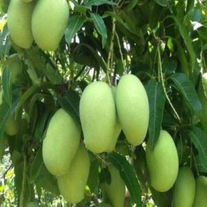 Peddarasam Mango