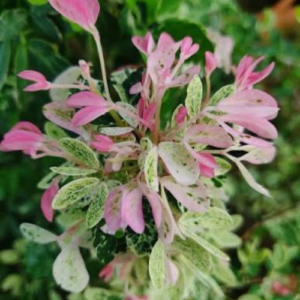 variegated jungle jelebi
