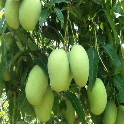 Peddarasam Mango
