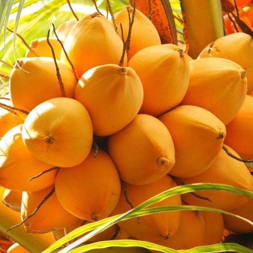 Hybrid orange coconut