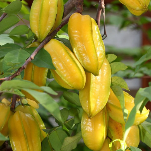 Star fruit grafted