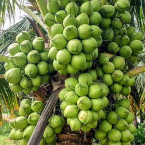 Hybrid coconut