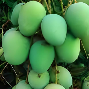 Pandiri Mango
