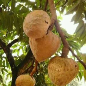 Red custard apple