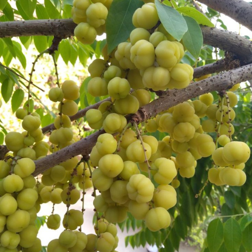 Small Amla