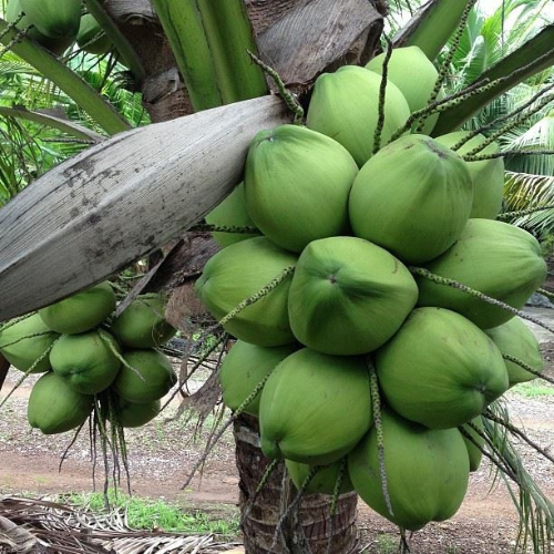 Gangabondam Coconut