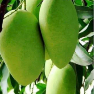 Panchadara Kalsi Mango