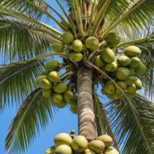 Desi coconut