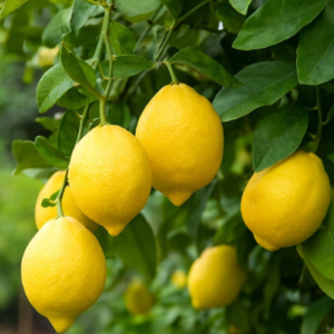 Hybrid lemon
