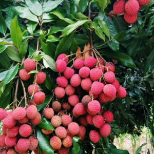 Hybrid litchi