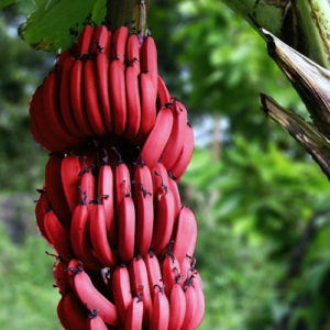 Red Chekkarkeli Banana