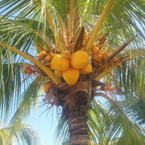 Chavaghatt Coconut