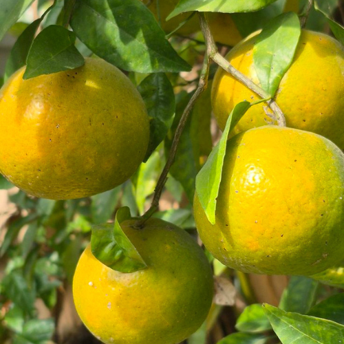 Balaji lemon