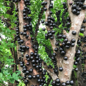 Jabuticaba