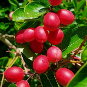 Red amla