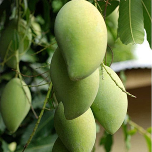 Mallika Mango