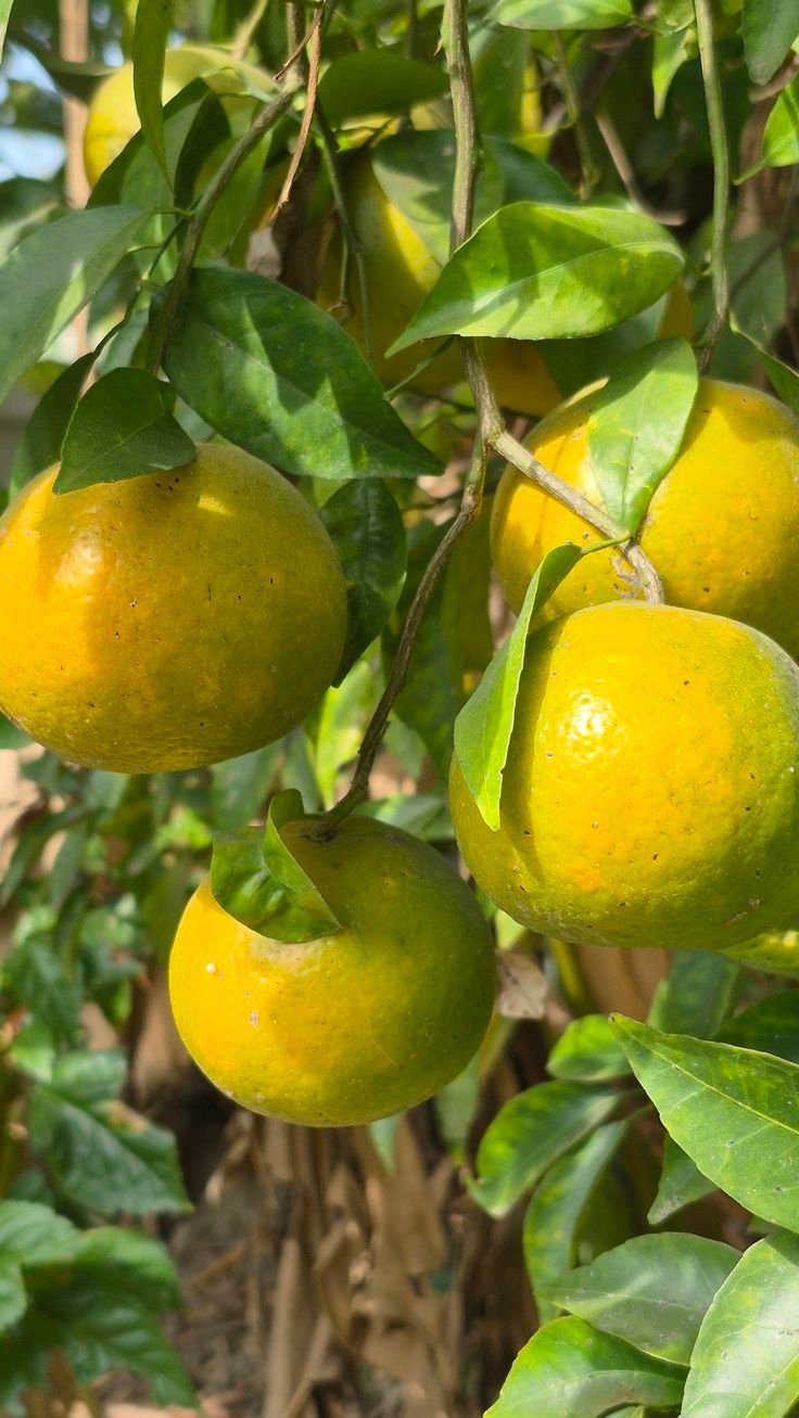 Balaji lemon