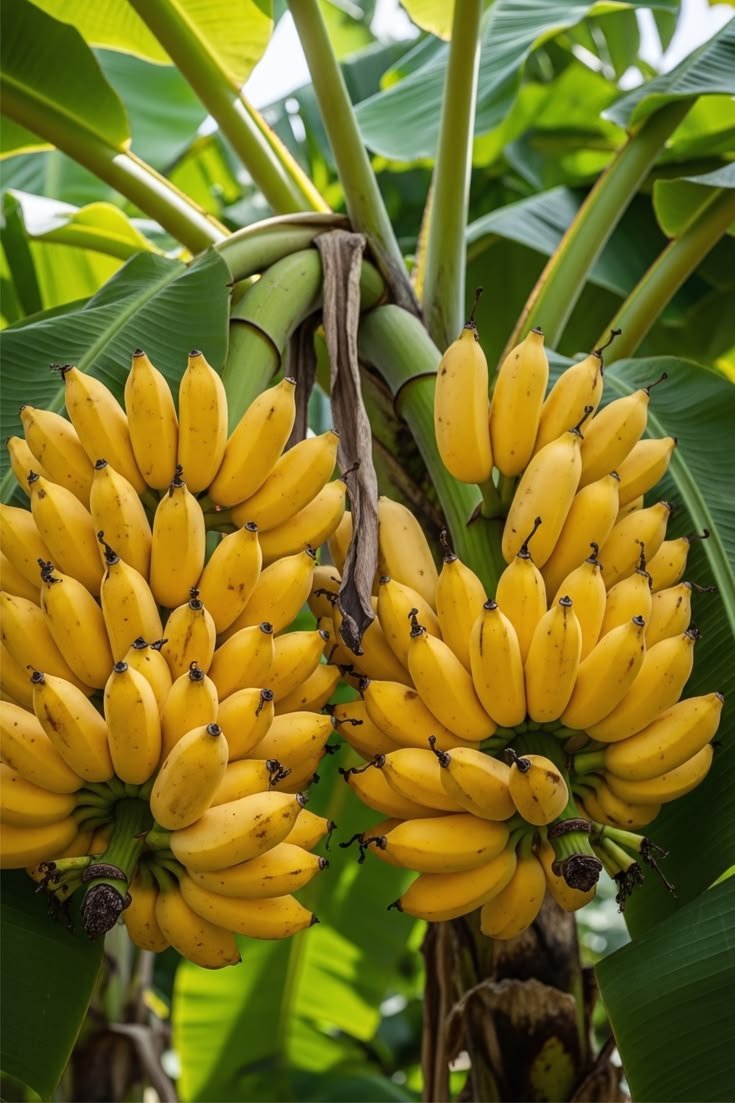 Banana Chekkarakeli