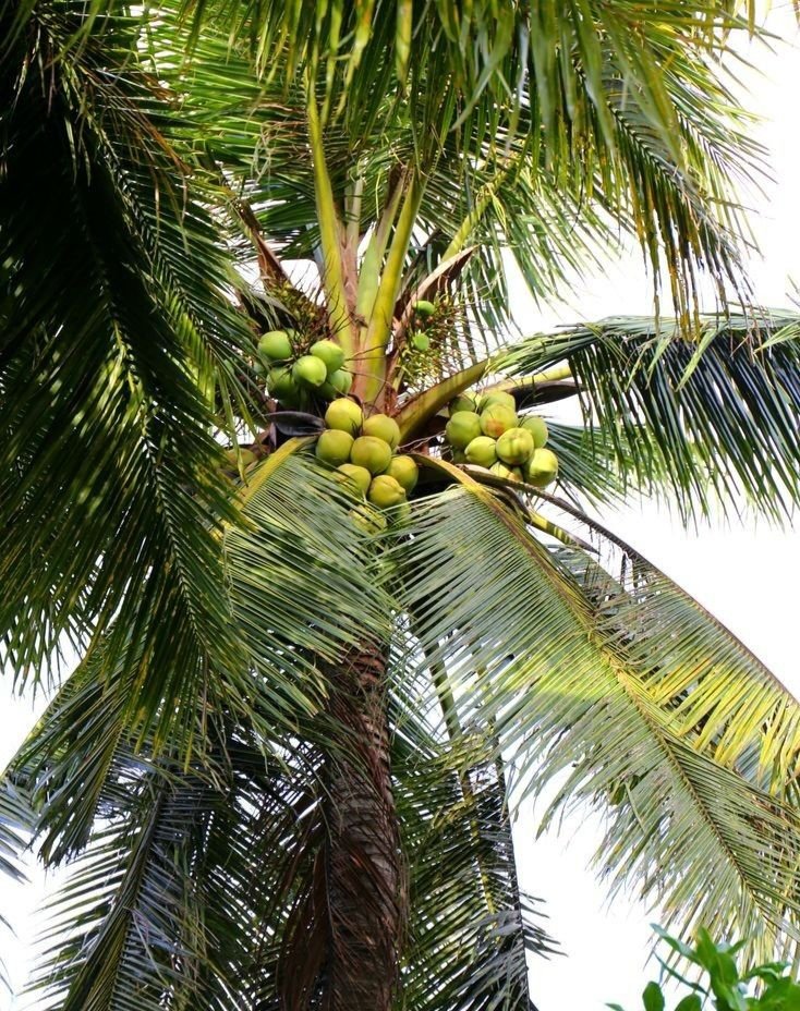 Colombia Coconut