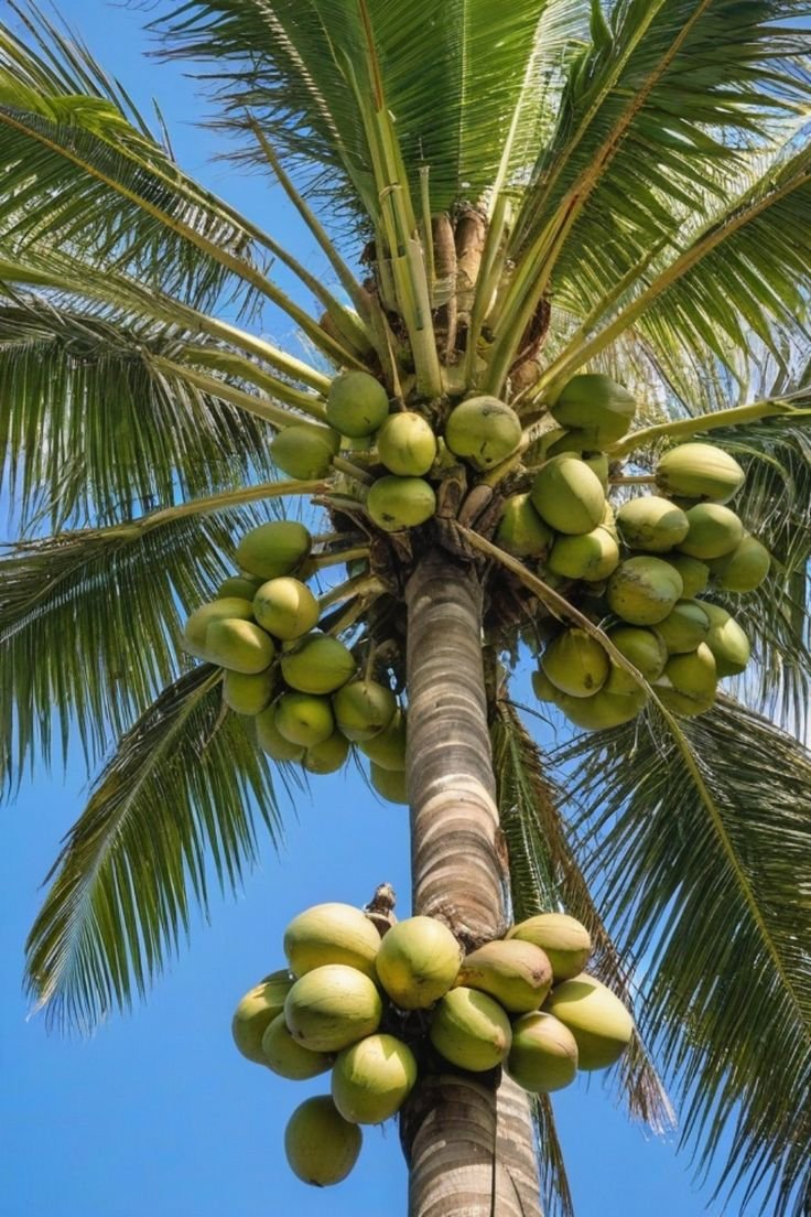 Desi coconut