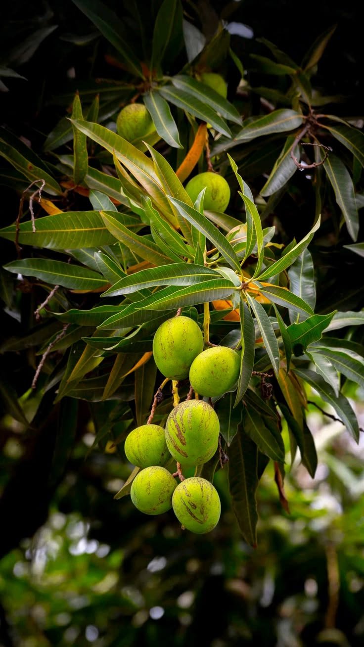 Forest Mango