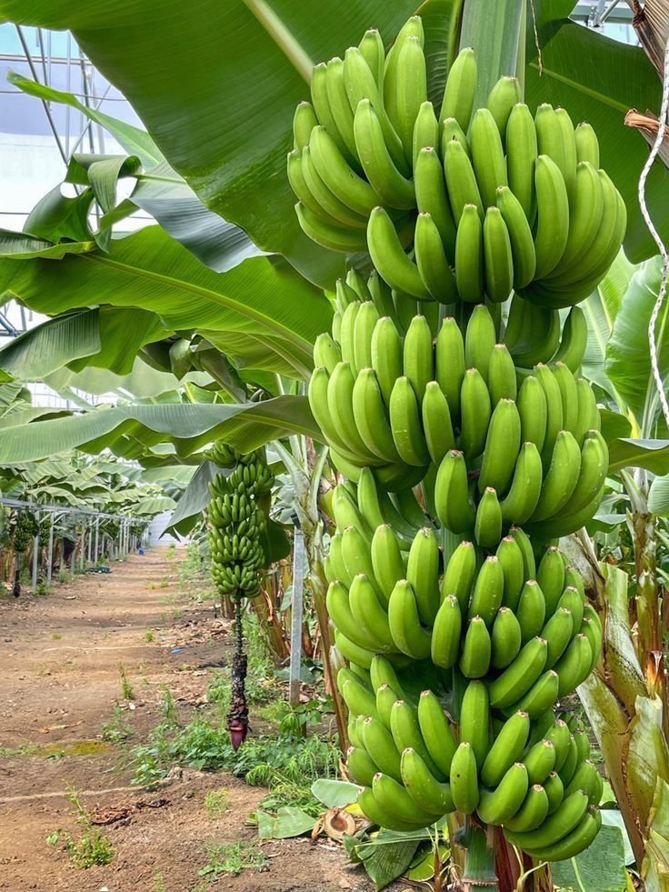 G-9 Banana