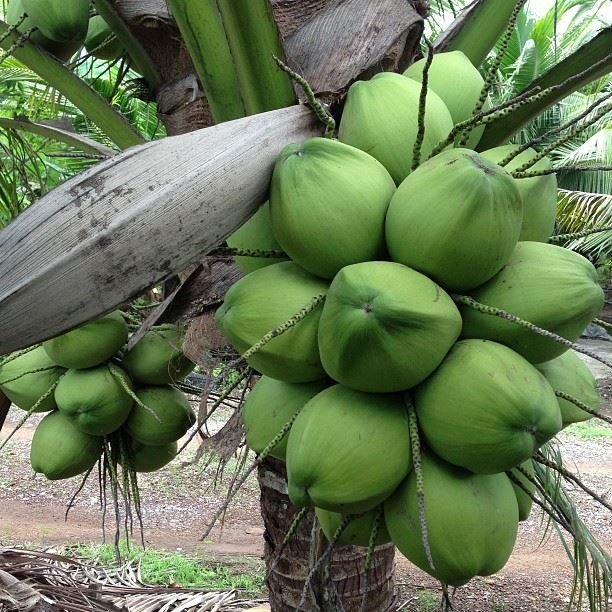 Gangabondam Coconut