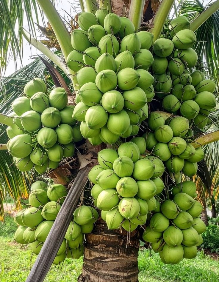 Hybrid coconut