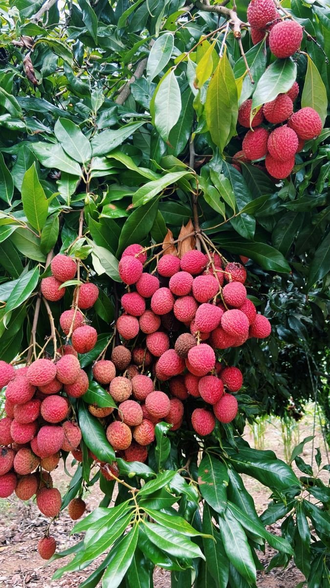 Hybrid litchi