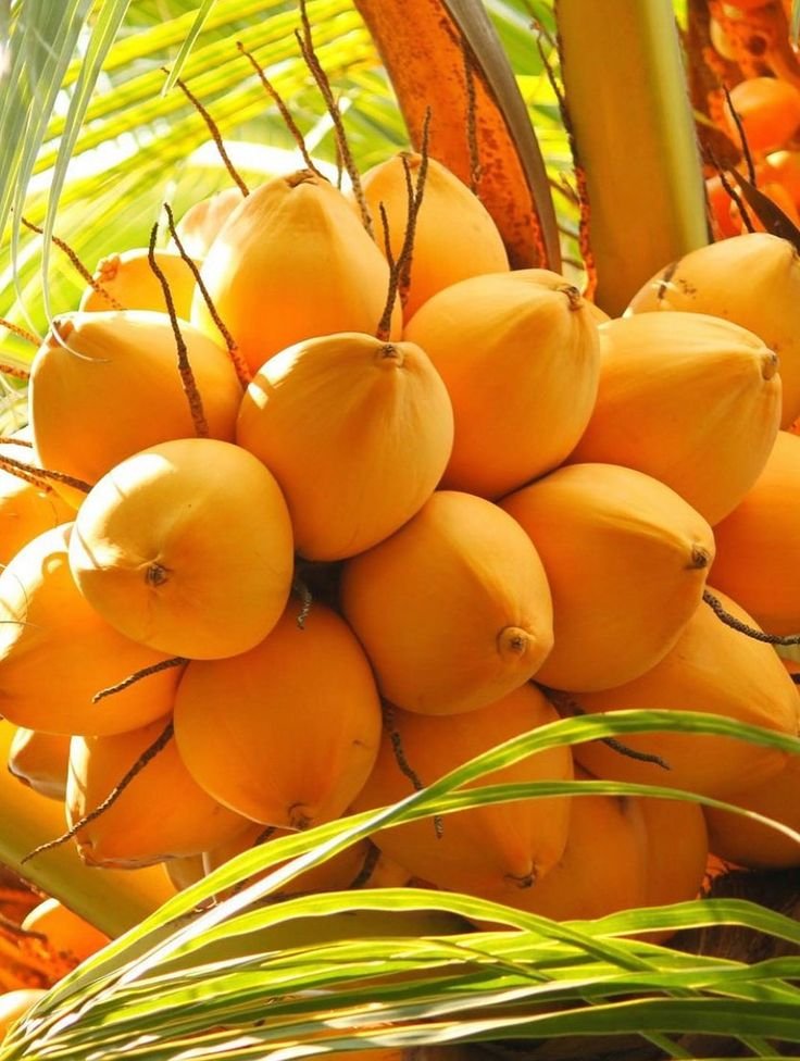 Hybrid orange coconut