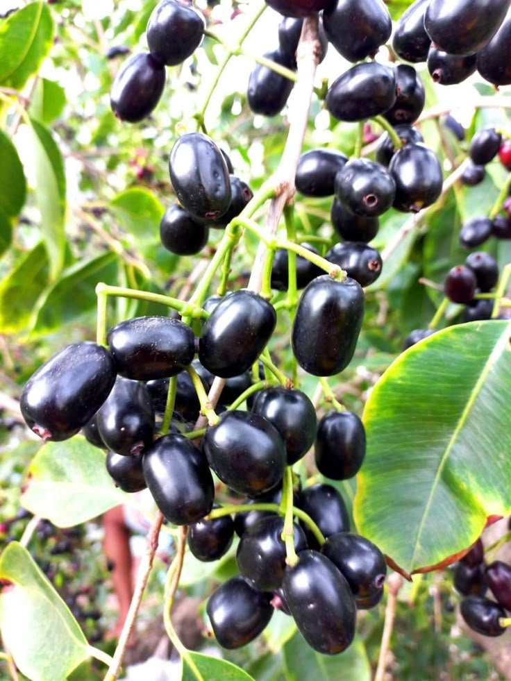 Malabar fruit