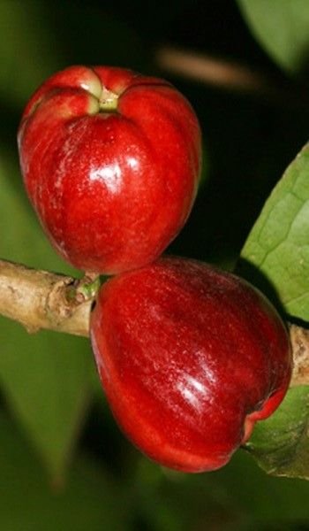 Malayan Apple