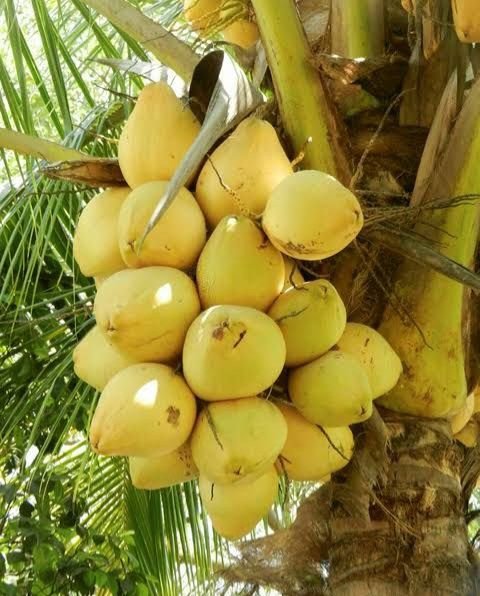 Malaysian Yellow dwarf Coconut
