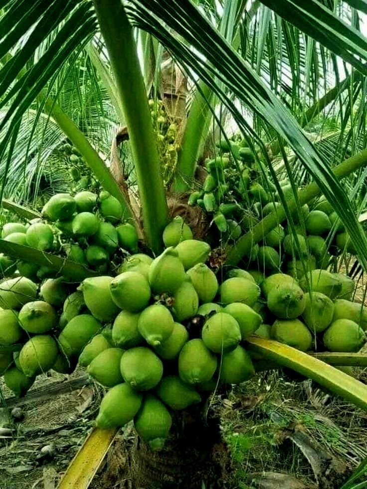 Malaysian green dwarf coconut