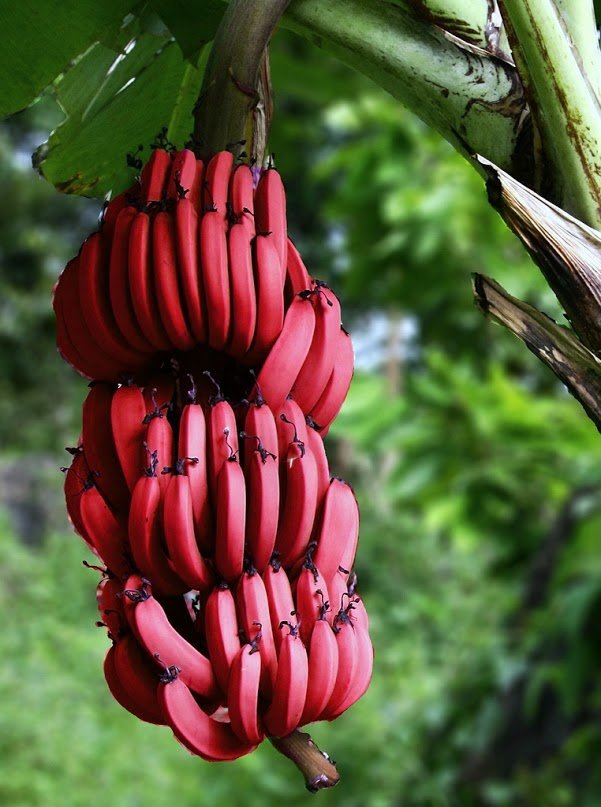 Red Chekkarkeli Banana