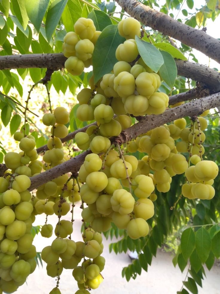 Small Amla