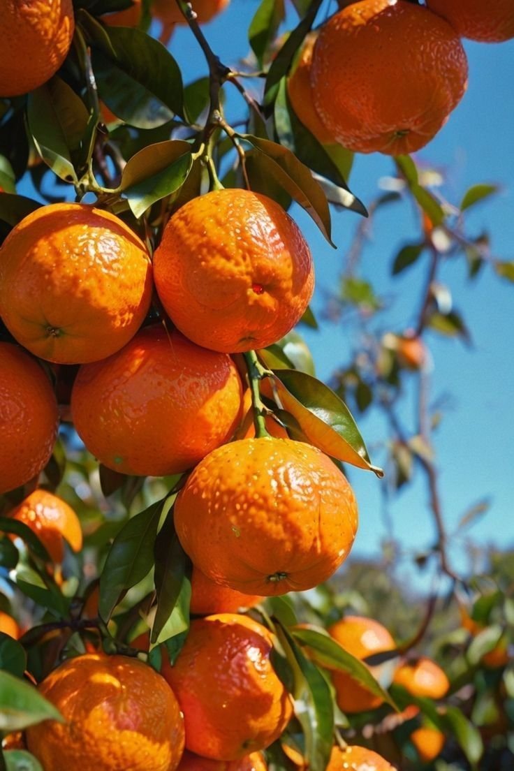 Sweet orange