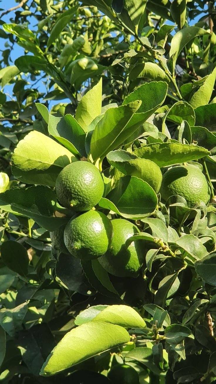 Table lemon 