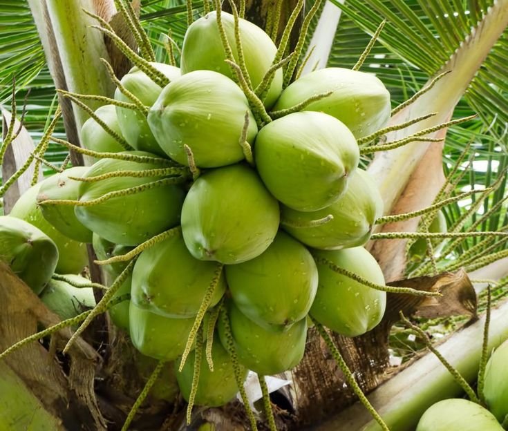 TxD Coconut
